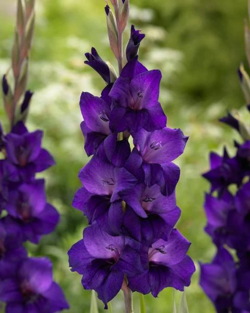 Cumsuis Dwarf Gladiolus